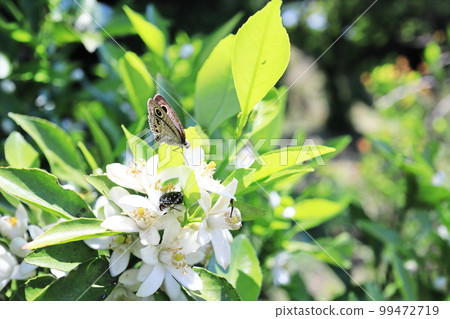 昆蟲聚集在橘子花上 昆蟲聚集在橘子花上 99472719
