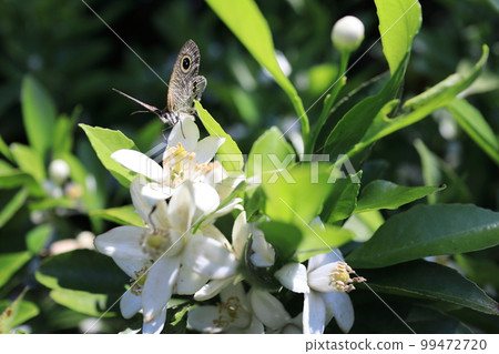 Butterflies perching on mandarin orange flowers Butterflies perching on mandarin orange flowers 99472720