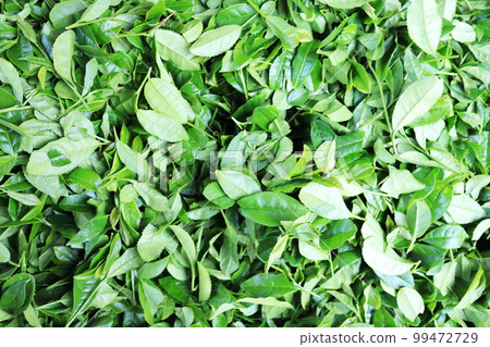 screen full of tea screen full of tea 99472729