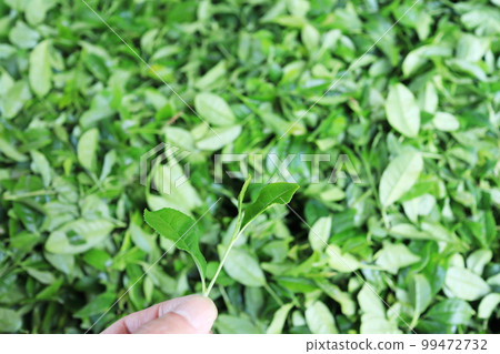 美麗的茶葉 99472732