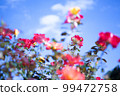 blue sky and colorful roses 99472758
