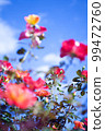 Blue sky and roses 99472760