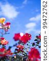 Blue sky and roses 99472762