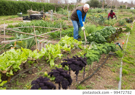 Senior man gardener with mattock working in garden Senior man gardener with mattock working in garden 99472782