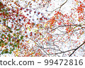 Autumn leaves 99472816