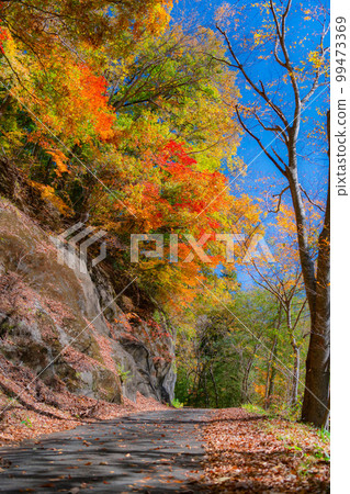 深紅的紅葉（莊原市） 99473369