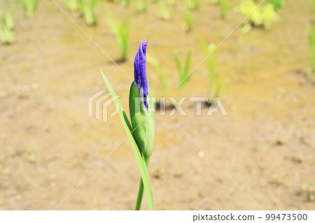 日本鳶尾的可愛花蕾 日本鳶尾的可愛花蕾 99473500