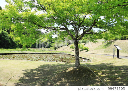 觀察池中一棵美麗的新鮮綠樹 觀察池中一棵美麗的新鮮綠樹 99473505