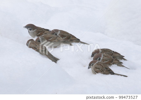 雪晨麻雀飼養場 99473527