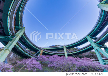 (Shizuoka Prefecture) Kawazu cherry blossoms, Kawazu Nanataki loop bridge evening view 99474719
