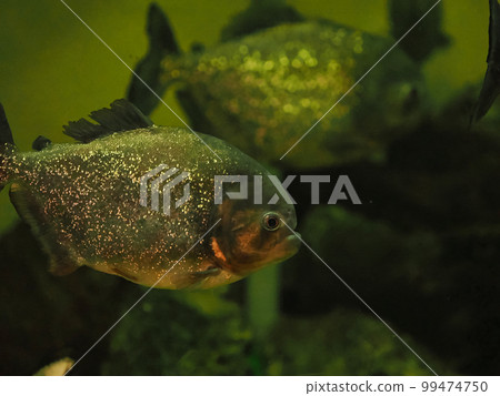 食人魚在水中 99474750