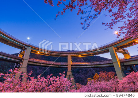 （靜岡）河津櫻花盛開，河津Nanaki Loop Bridge亮起 99474846