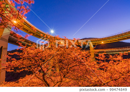 (靜岡)河津櫻花盛開,河津Nanaki Loop Bridge亮起 (靜岡)河津櫻花盛開,河津Nanaki Loop Bridge亮起 99474849