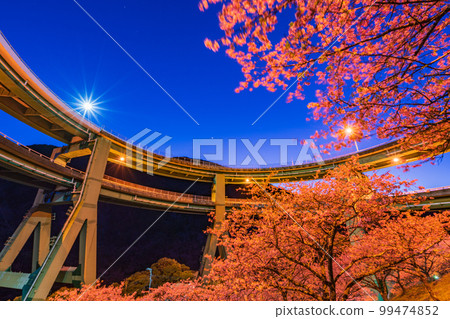 (Shizuoka) Kawazu cherry blossom blooming, Kawazu Nanaki Loop Bridge Light Up 99474852