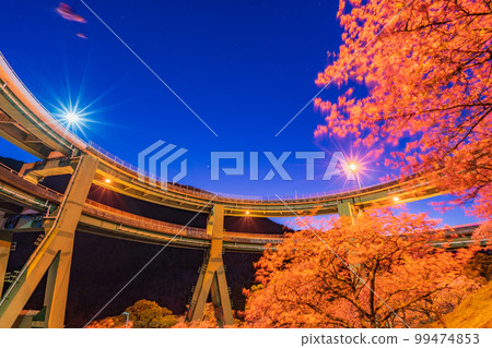 (Shizuoka) Kawazu cherry blossom blooming, Kawazu Nanaki Loop Bridge Light Up 99474853