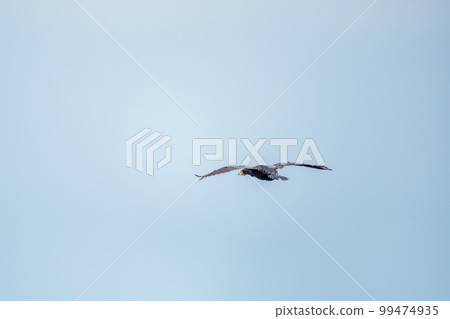 Black Cormorant flying in blue sky. The great cormorant, Phalacrocorax carbo Black Cormorant flying in blue sky. The great cormorant, Phalacrocorax carbo 99474935