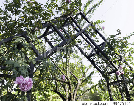 Tropical landscaping in home garden Tropical landscaping in home garden 99475105