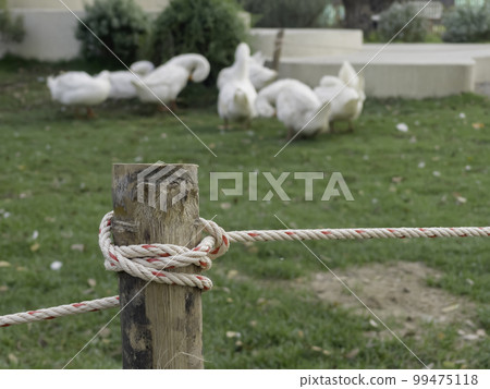 White goose standing on the green grass on the farm White goose standing on the green grass on the farm 99475118