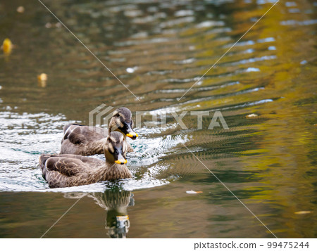 Scenery of good friend spot-billed ducks swimming Scenery of good friend spot-billed ducks swimming 99475244