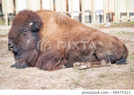 美洲野牛 美洲野牛 99475321