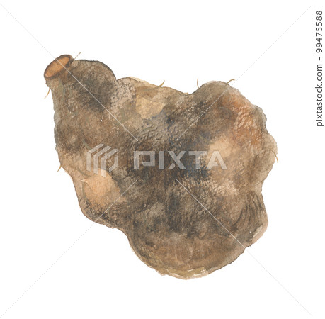 Daijo large yam 99475588