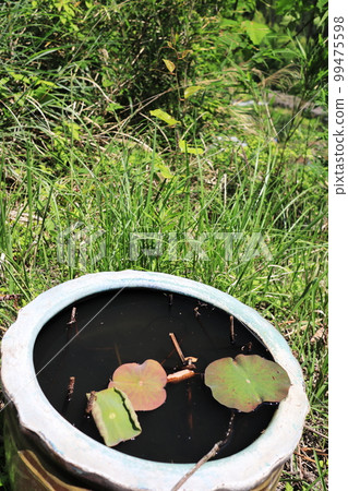 Rainwater that collects in pots 99475598