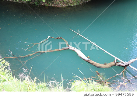 漂浮在河面上的大浮木 99475599