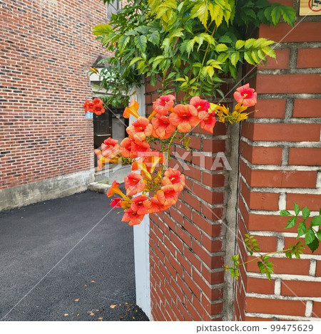 Neighborhood alleyway where jacaranda trees bloom 99475629