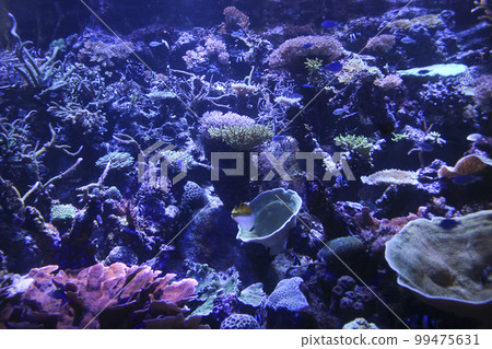 aquarium coral reef aquarium coral reef 99475631