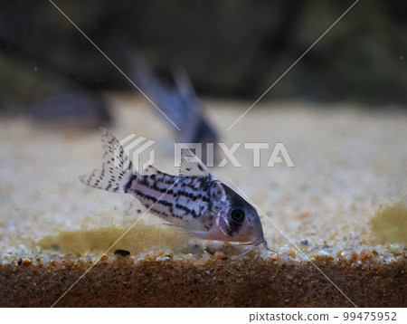 Corydoras paleatus (paleatus) 在水族館 99475952