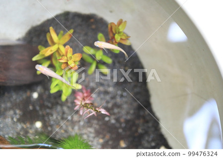 玻璃容器中青鱂的形象 99476324