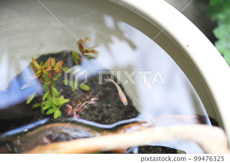 青鱂在睡蓮碗裡游泳 99476325