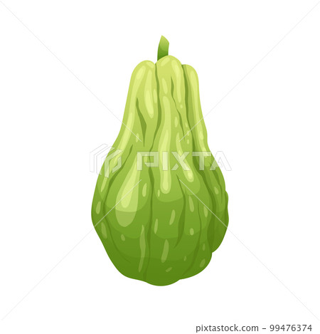 chayote fresh cartoon vector illustration 99476374