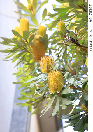 Banksia flowers Banksia flowers 99476397