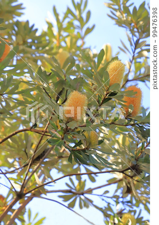 Banksia flowers Banksia flowers 99476398