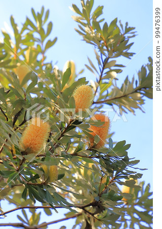 Banksia flowers 99476399