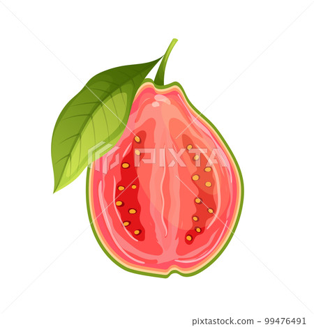 guava fruit fresh food cartoon vector illustration guava fruit fresh food cartoon vector illustration 99476491