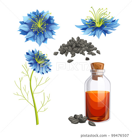 nigella sativa cumin set cartoon vector illustration nigella sativa cumin set cartoon vector illustration 99476507
