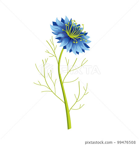 nigella sativa cumin black cartoon vector illustration nigella sativa cumin black cartoon vector illustration 99476508