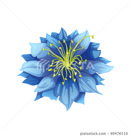 nigella sativa cumin black cartoon vector illustration nigella sativa cumin black cartoon vector illustration 99476510