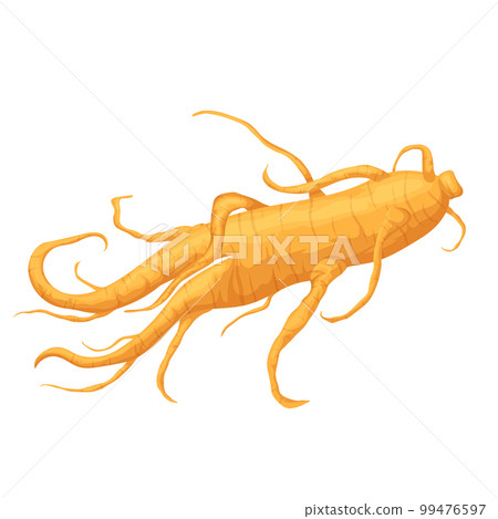 ginseng root medicine cartoon vector illustration 99476597