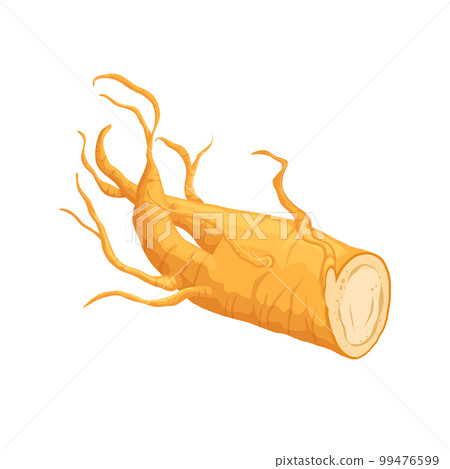 ginseng root medicine cartoon vector illustration 99476599