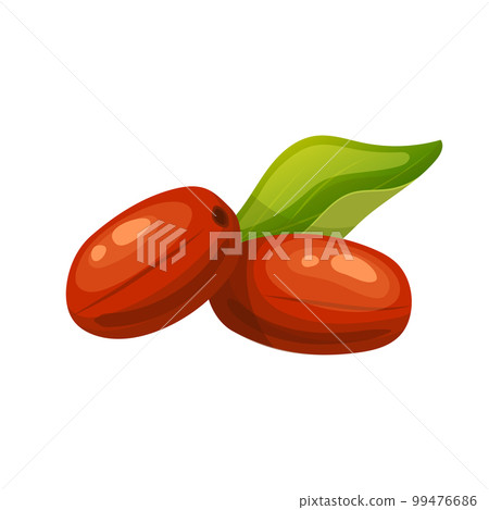 jojoba natural oil cartoon vector illustration jojoba natural oil cartoon vector illustration 99476686