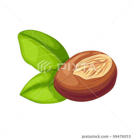shea natural butter cartoon vector illustration shea natural butter cartoon vector illustration 99476853