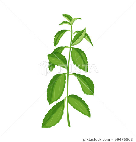 stevia diet cartoon vector illustration stevia diet cartoon vector illustration 99476868