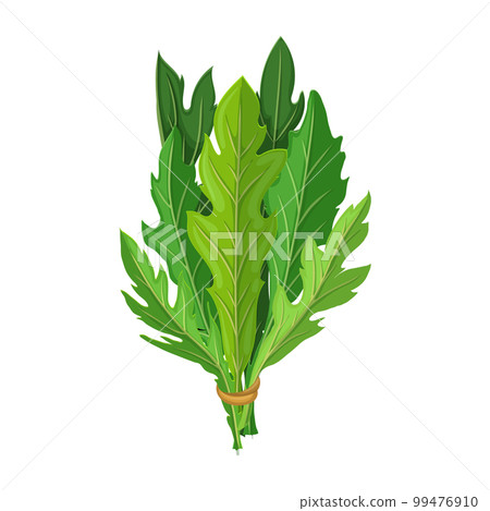 arugula salad cartoon vector illustration 99476910