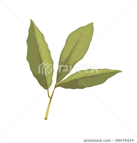 bay leaf herb cartoon vector illustration bay leaf herb cartoon vector illustration 99476924