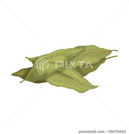 bay leaf plant cartoon vector illustration bay leaf plant cartoon vector illustration 99476926