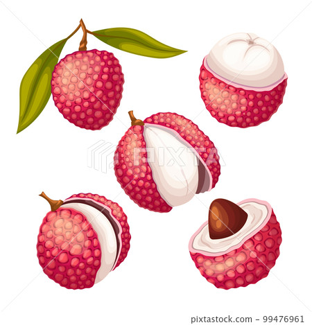 lychee food fruit set cartoon vector illustration 99476961