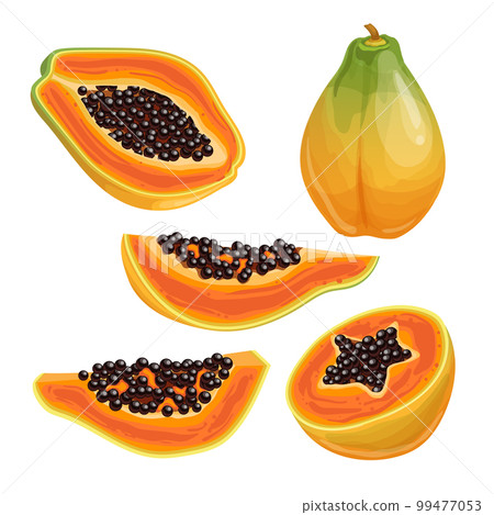 papaya food fruit fresh set cartoon vector illustration 99477053